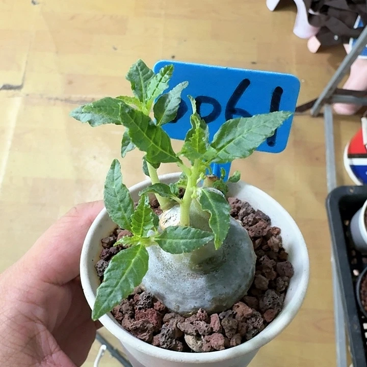 树琉桑多肉植物一个