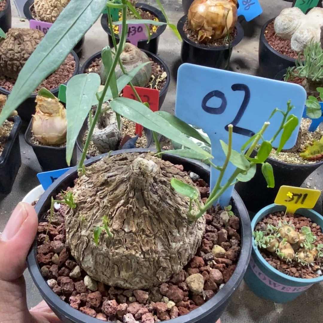 黑皮西番莲多肉植物