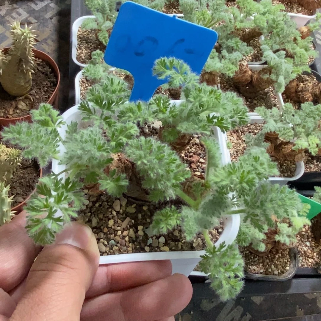 羽叶洋葵多肉植物