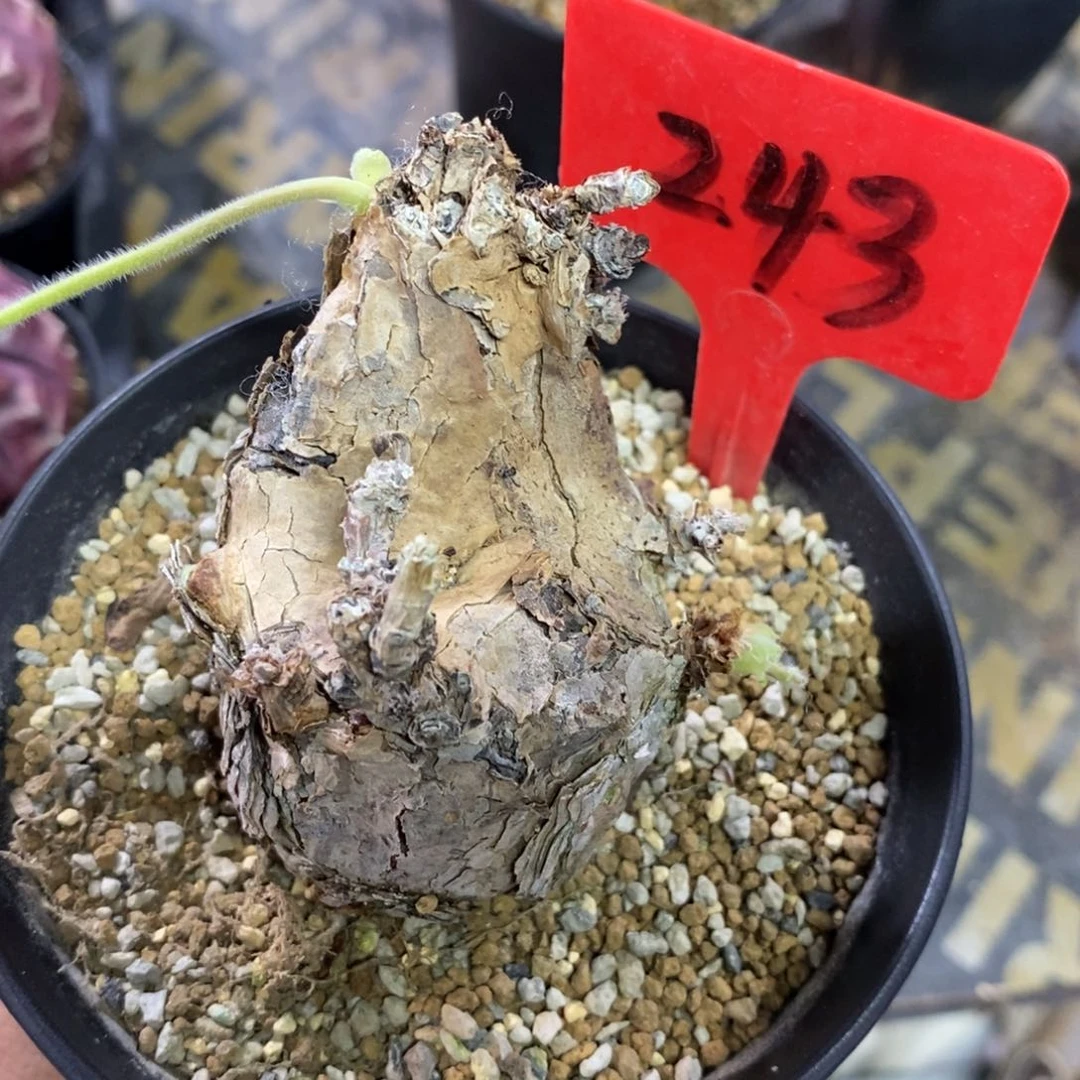 产地枯木杨奎多肉植物