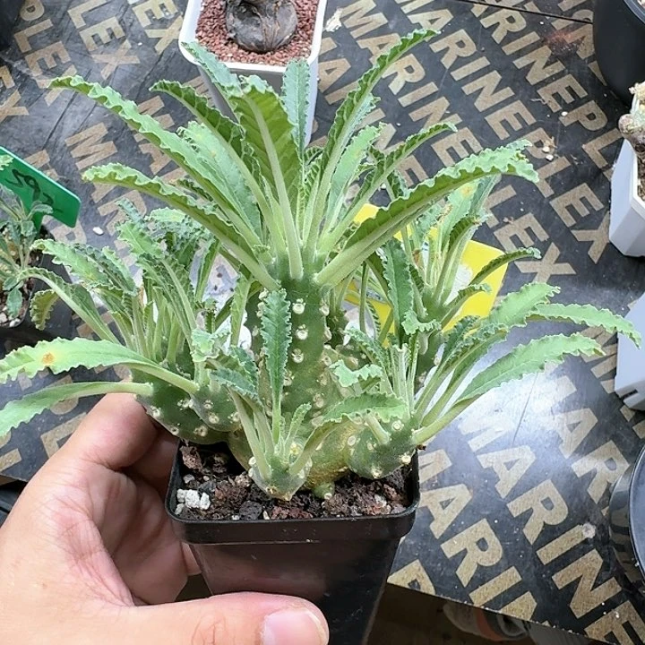 椰子流桑多肉植物