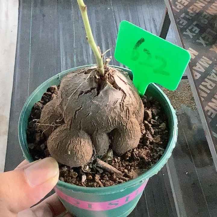 象足龟甲龙多肉植物