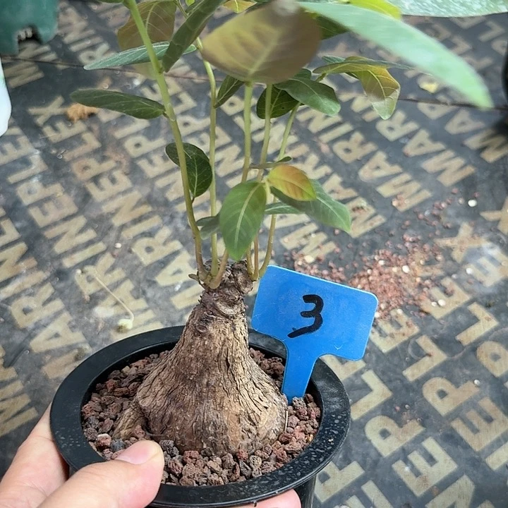 奇异油柑多肉植物