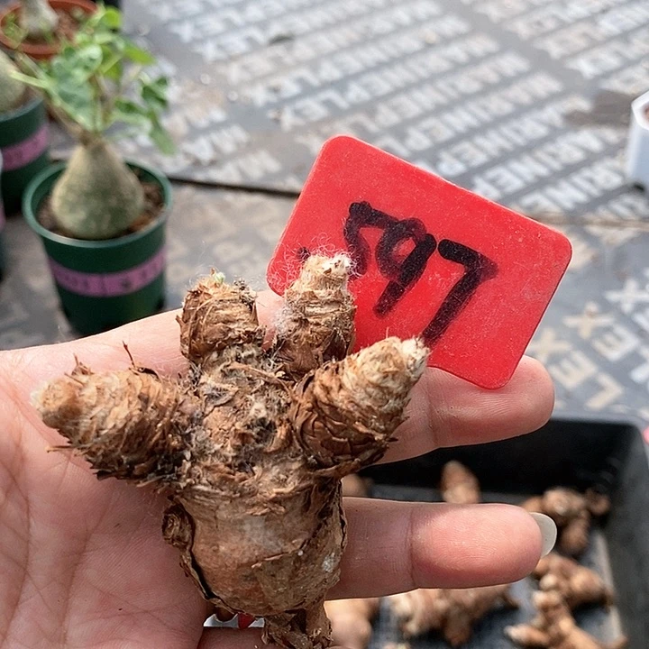 羽叶洋葵多肉植物