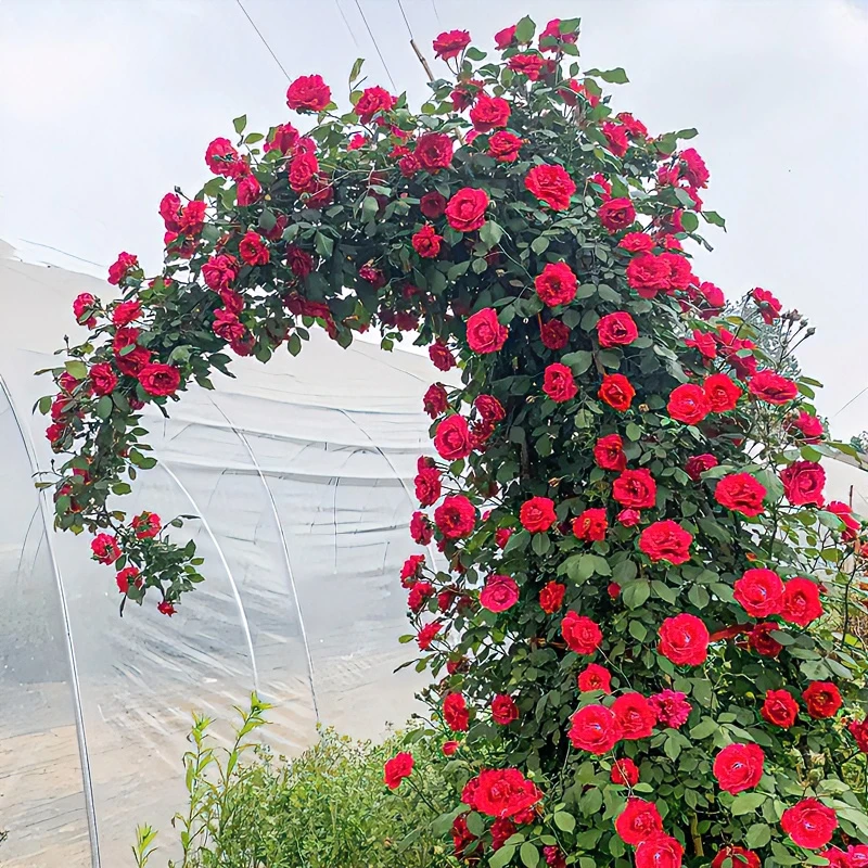 爬藤月季龙沙宝石庭院植物盆栽花卉室内四季开蔷薇花苗春季好看