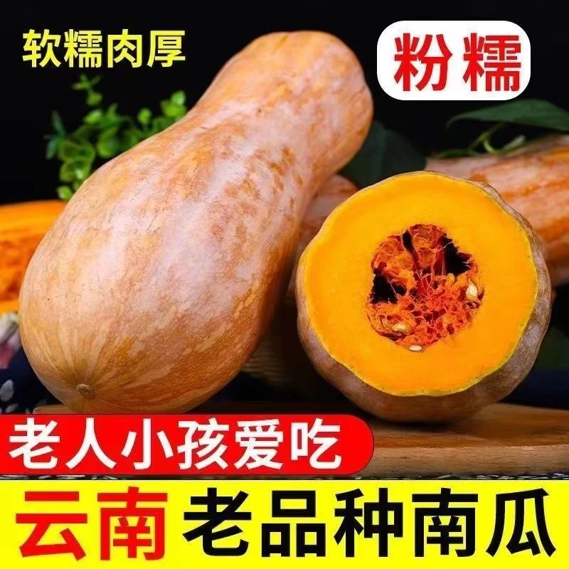 云南高山蜜本精选南瓜粉面甜糯板栗味整箱批发包邮好吃农家精选