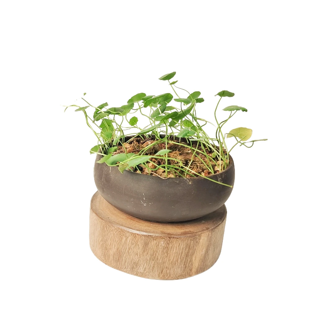 156*实木老红樟茶盘干泡台（以直播间为准）一物一拍茶生活