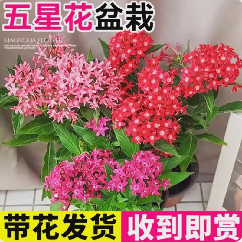 繁星花五星花盆栽庭院阳台花卉盆栽易活带花苞耐热耐高温四季开花