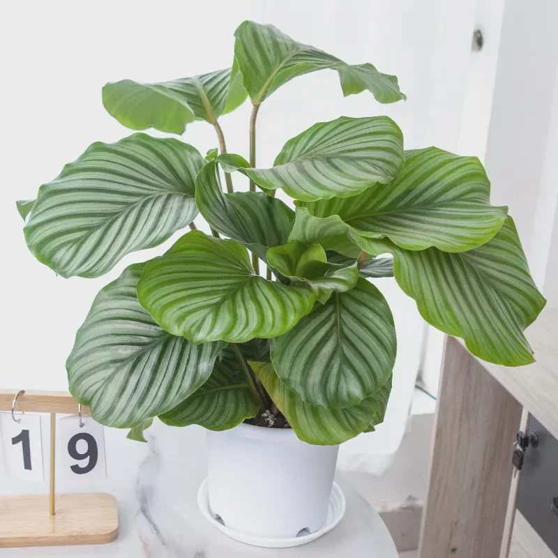青苹果竹芋室内客厅好养绿植盆栽耐阴四季常绿北欧风桌面观叶花卉
