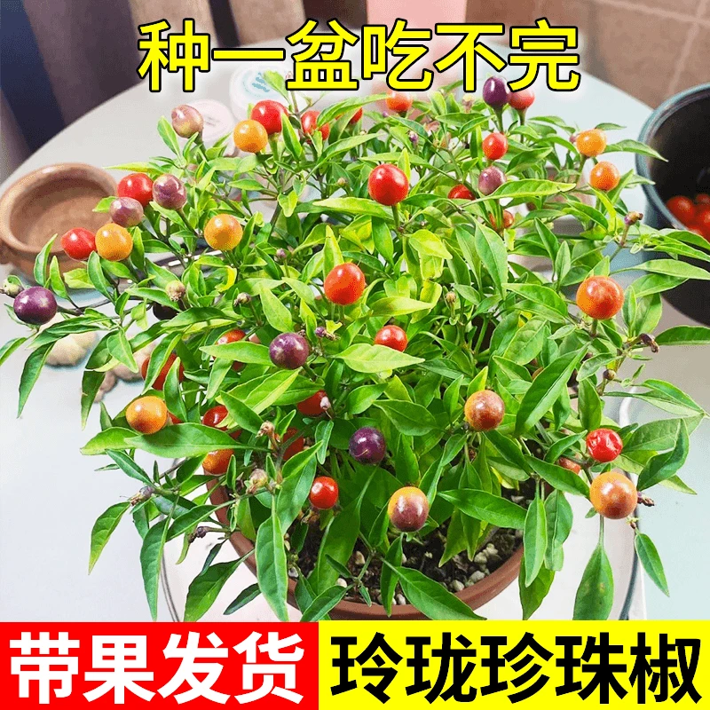 多彩珍珠椒盆栽阳台可观赏可食用带果发货小米椒特辣辣椒种苗