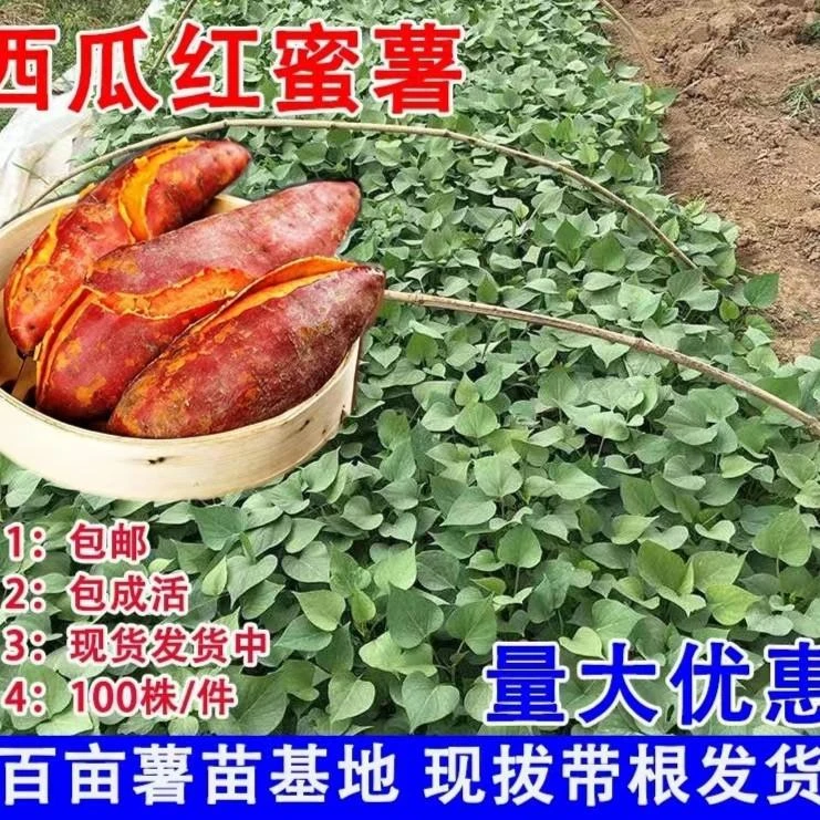 西瓜红 山东薯苗红薯苗西瓜红地瓜苗 秧苗红心蜜薯苗番薯苗育苗