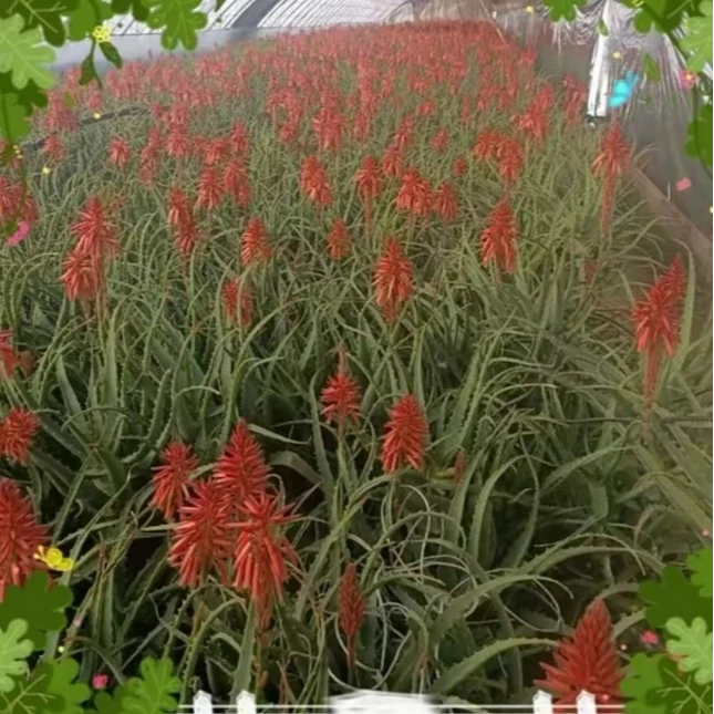 东北木立龙爪鞠芦荟粉200克*1桶（4两）