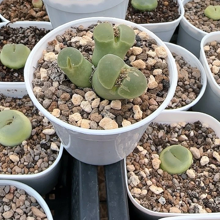 草****g多肉y400一盆