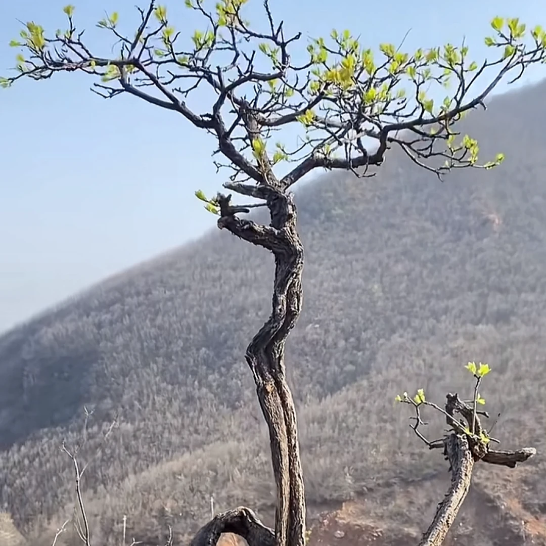 黄荆小叶崖荆盆景素材小老桩一物一拍（直播链接，私拍随机发货）