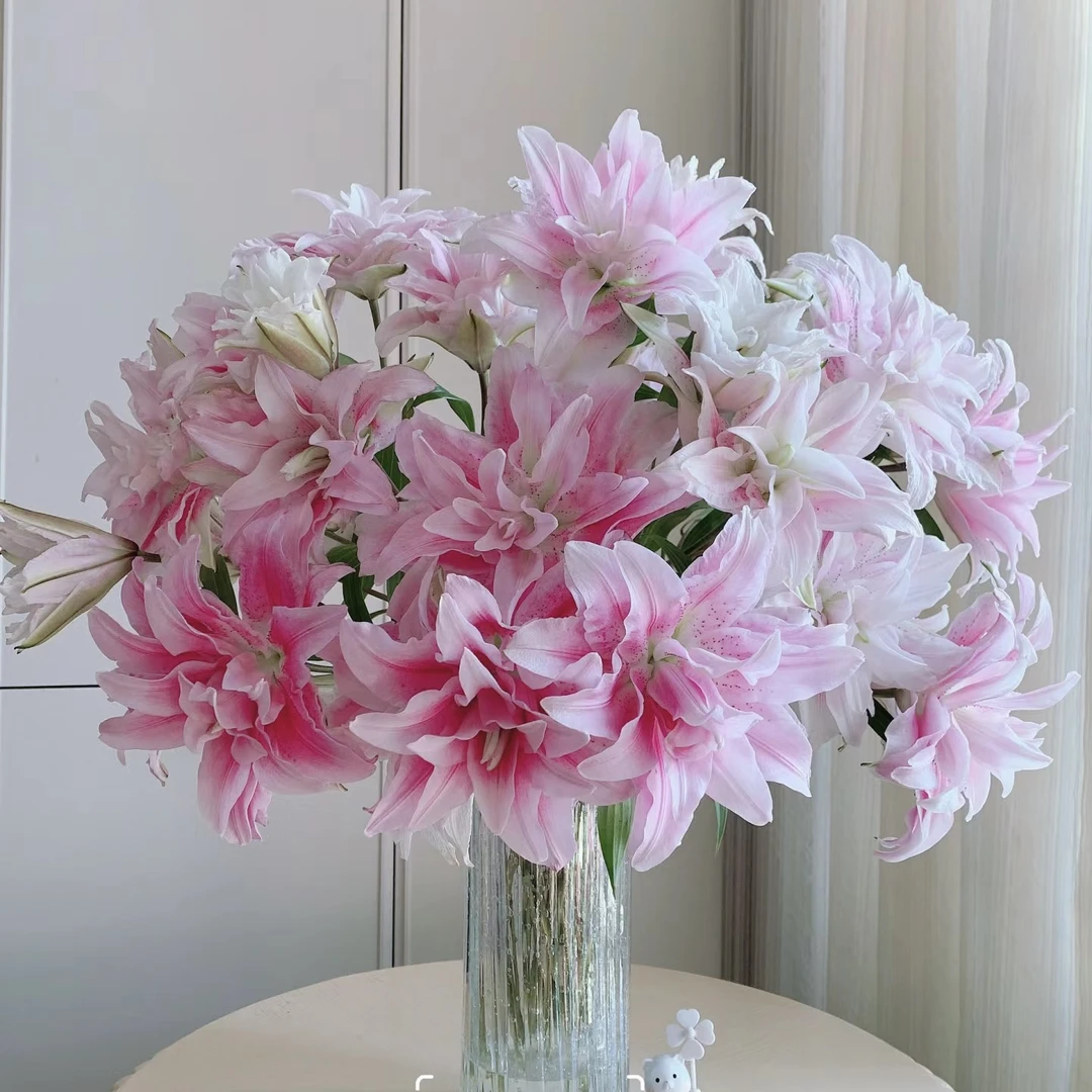 （伊莎贝拉)重瓣东北百合鲜花原产地直发鲜花鲜切花顺丰包邮