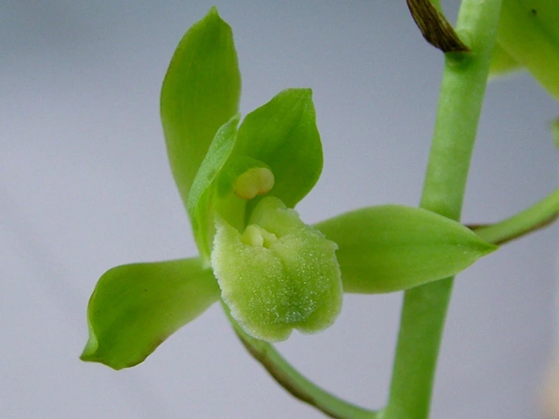 蕙兰盆栽素花，叶艺草。