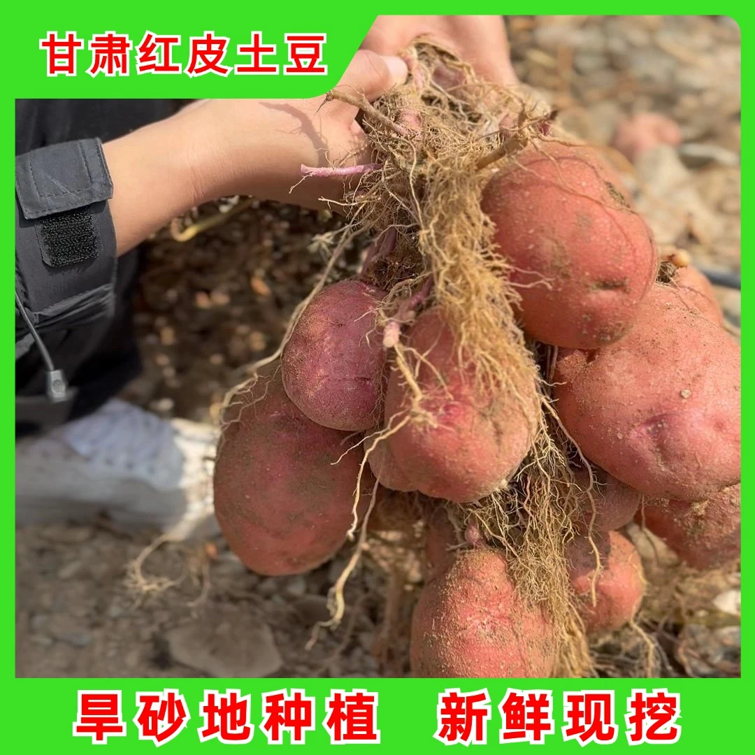 景泰红皮土豆新鲜现挖洋芋农家高原马铃薯土豆5斤