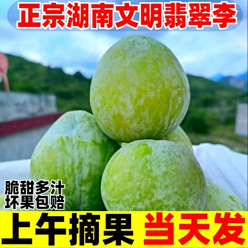 正宗湖南汝城翡翠李绿宝石脆甜爽口脱骨多汁孕妇应季水果3/5/10斤
