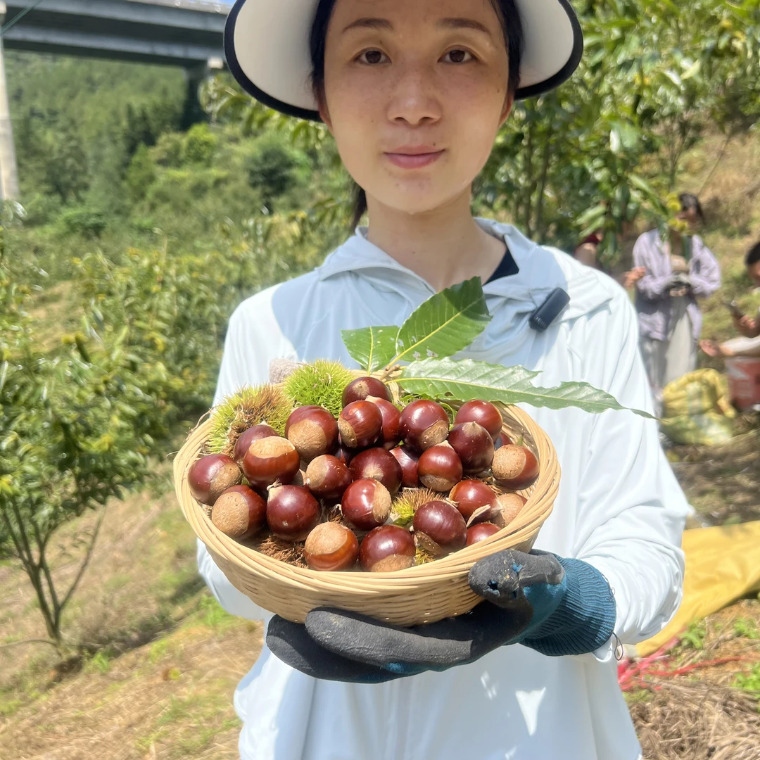 正宗高山锥栗圆锥油锥新鲜农家土货圆板栗特产2024年3/5斤包邮