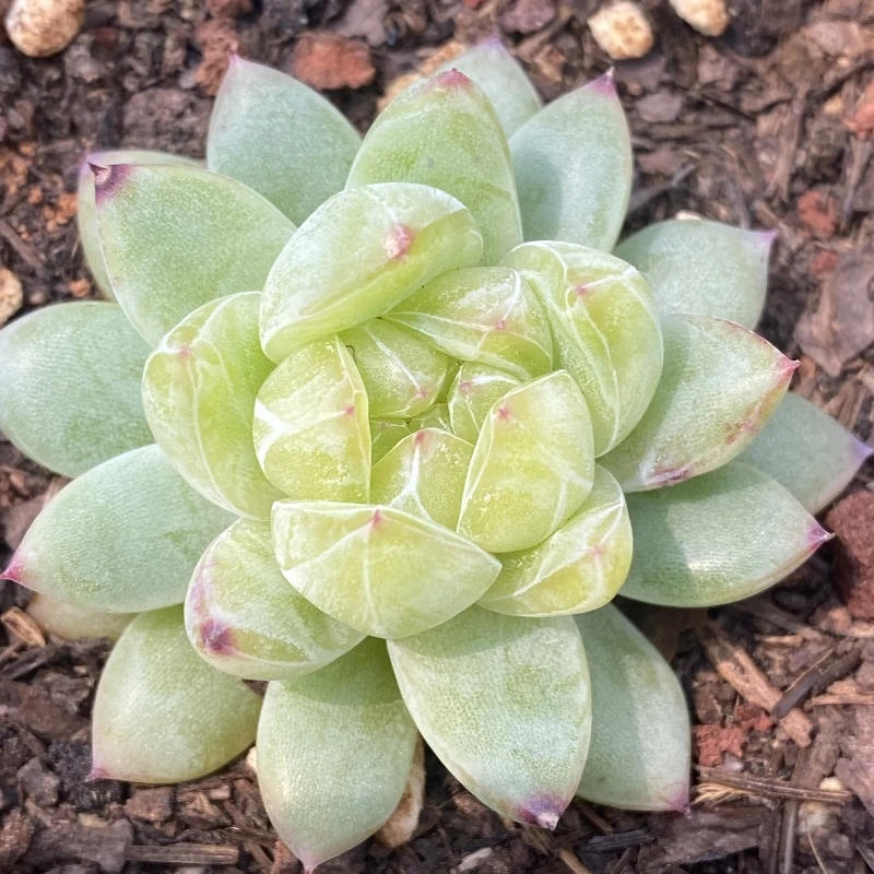 多肉植物珍妮糖心链接