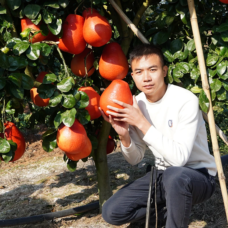 泰国暹罗三红柚苗红宝石青柚苗正宗广西容县沙田柚苗特大嫁接树苗