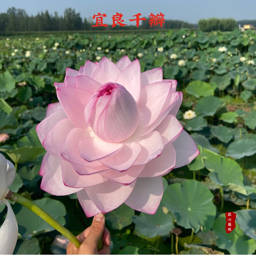 宜良千瓣【匠心莲苑】精品观赏荷花 大型切花品种 花园庭院池塘首选