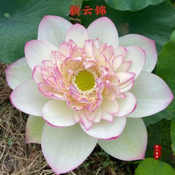 新云锦【匠心莲苑】精品观赏荷花 大型 花朵大 花园庭院池塘专用