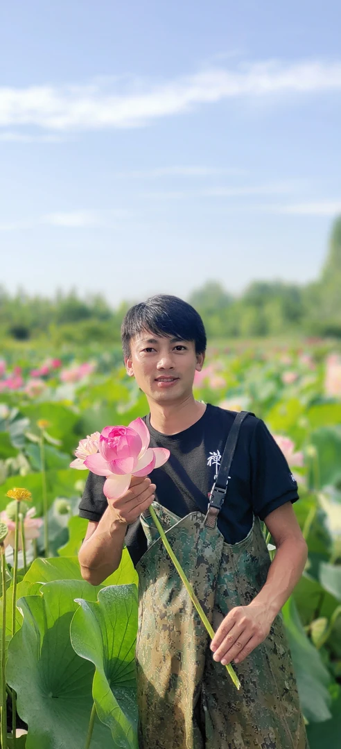中大型观赏荷花【匠心莲苑】盆栽荷花 花园庭院池塘景观水生花卉