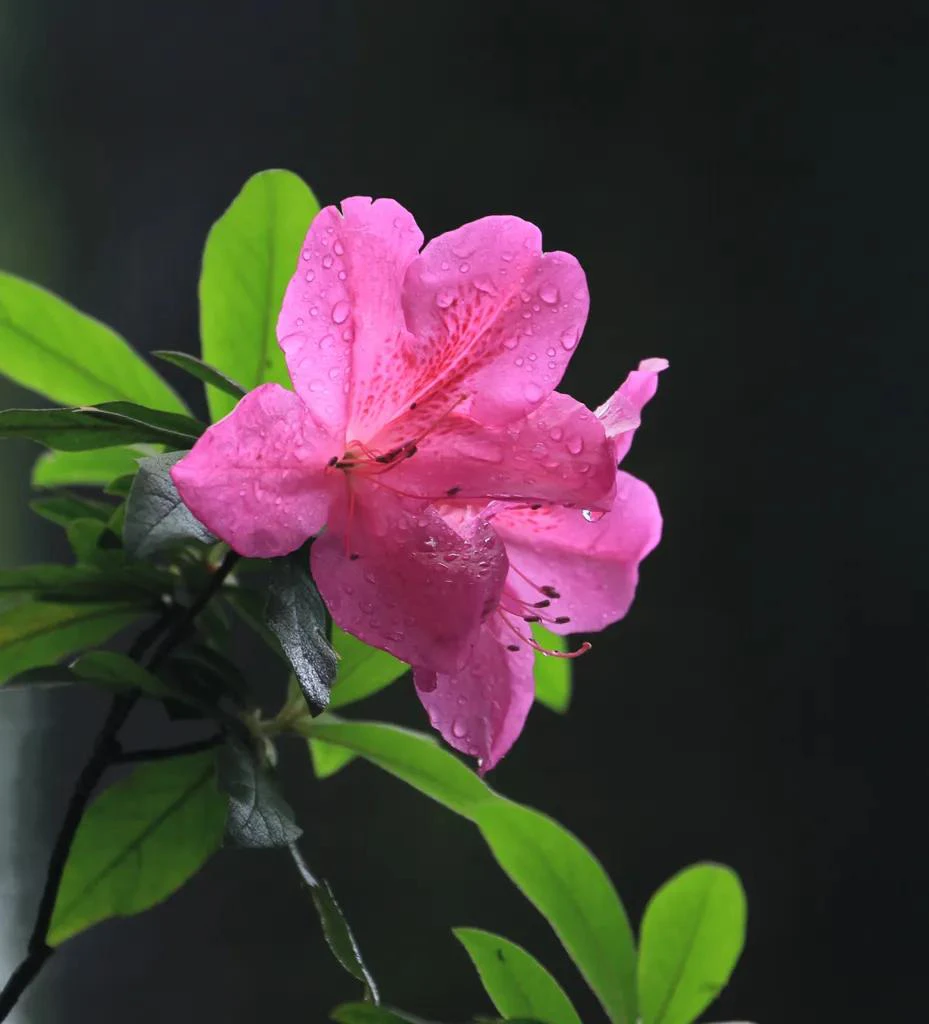 映山红 春花 栀子花 杜鹃花