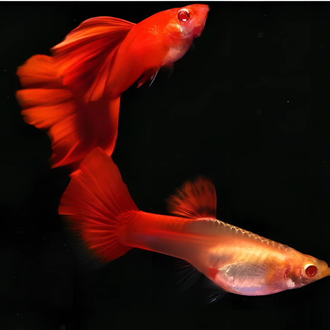 血红孔雀鱼 血红缎带孔雀鱼 死鱼均价赔付不补发小型观赏鱼