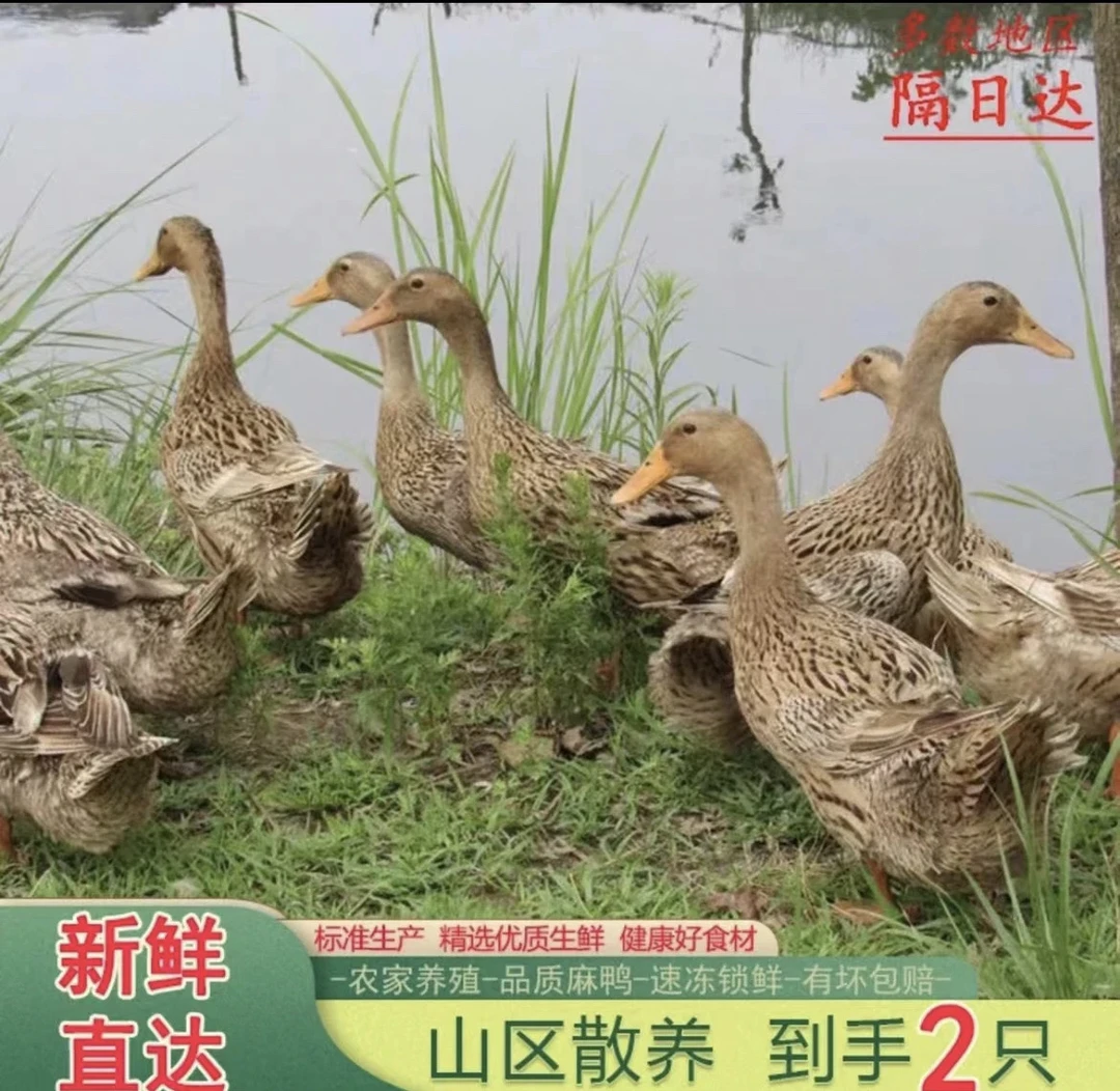 【买1只送1只到手2只】顺丰冷链活鸭子宰杀2只整箱5斤无内脏去鸭爪