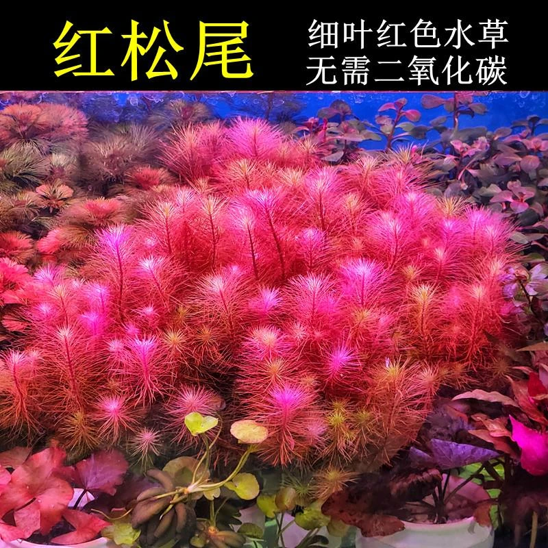 红松尾细叶红色水草阴性无需二氧化碳后景鱼缸草缸装饰造景