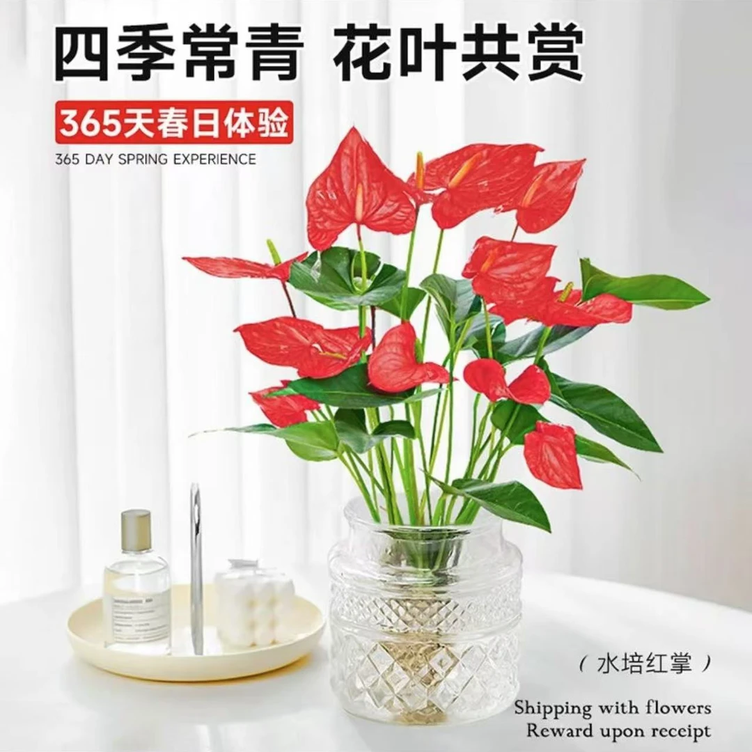 红掌室内盆栽水培红掌盆栽带花室内客厅水养花卉粉掌鸿运当头盆栽