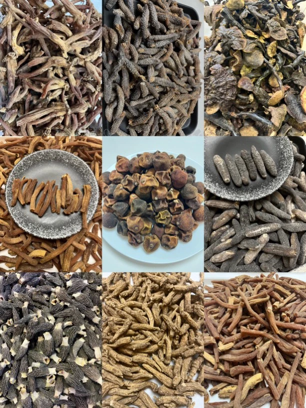 【半蜡片执漏】半蜡茸茸片   桃胶