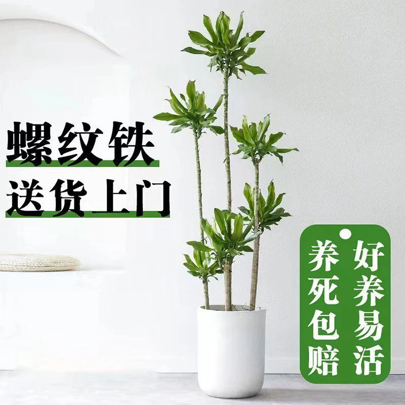 【一物一拍】大型螺纹铁1.41-1.51米高客厅室内绿植高颜值菱形盆