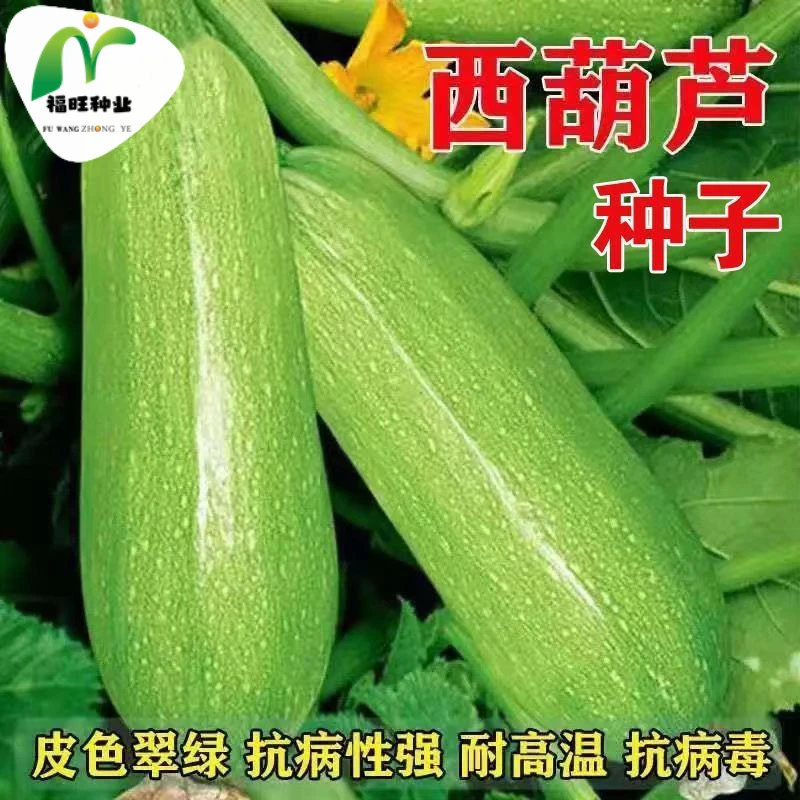 【全店满5元包邮】西葫芦种子早青一代杂交西葫占瓜菜茭瓜种子西湖