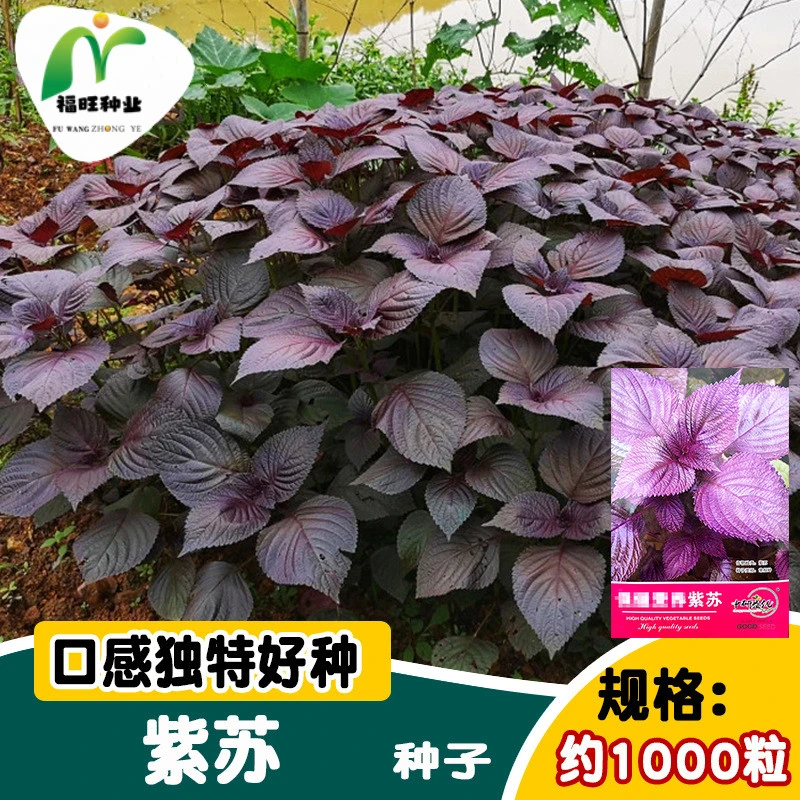 【全店满5元包邮】紫苏种子大叶苏子种籽紫苏子种孑双色紫苏籽种食