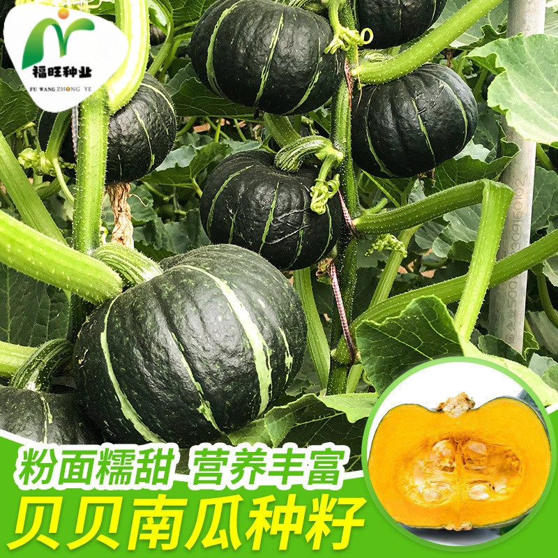 【全店满5元包邮】贝贝南瓜种子小南瓜种籽苗板栗味迷你绿贝贝春季