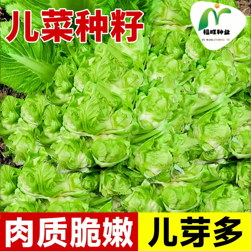 【全店满5元包邮】儿菜种籽娃娃菜抱子芥菜四季秋冬南北方露地阳台