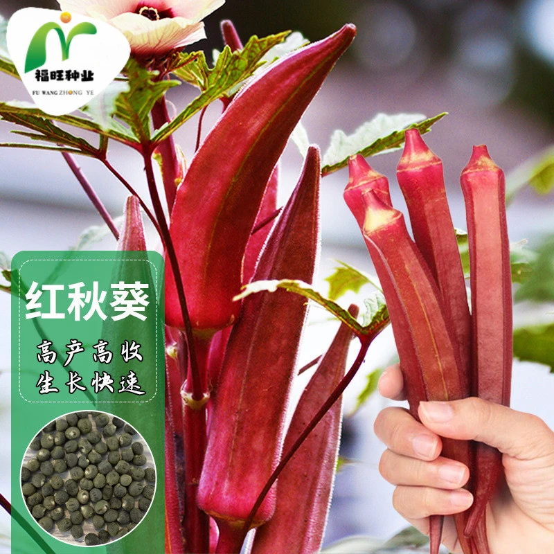【全店满5元包邮】红秋葵种子高产水果秋葵种孑营养丰富四季种植黄