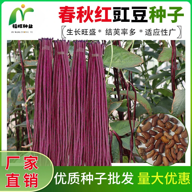 【全店满5元包邮】春秋红豇豆种子特长紫红豆角种孑高产早熟春秋种