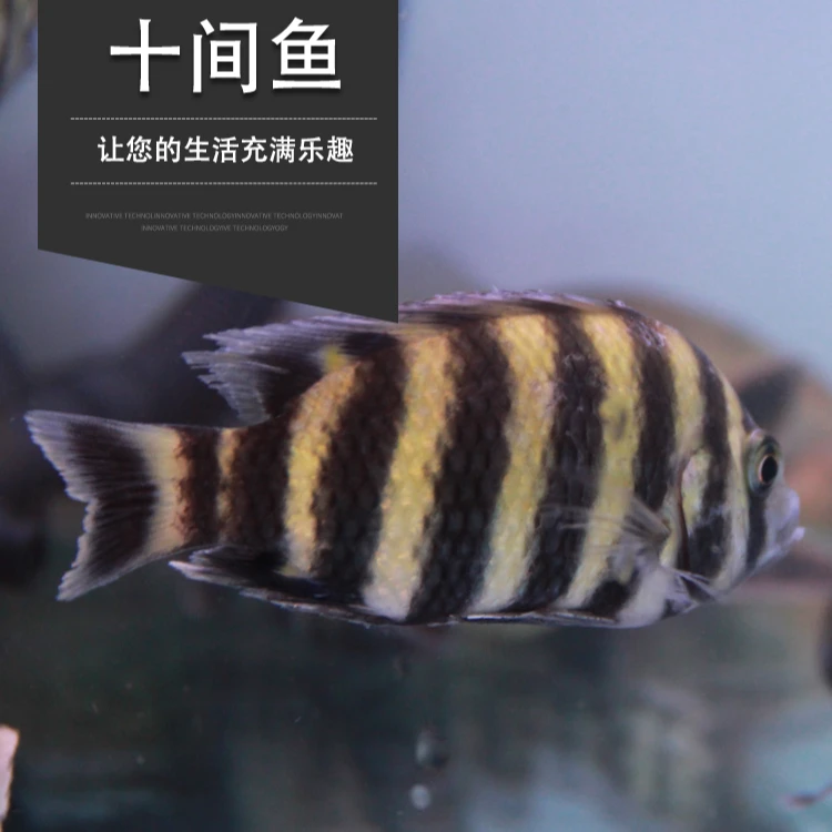 十间鱼坦雕马鲷三湖慈鲷鱼淡水热带观赏鱼大型配鱼招财鱼热带活体