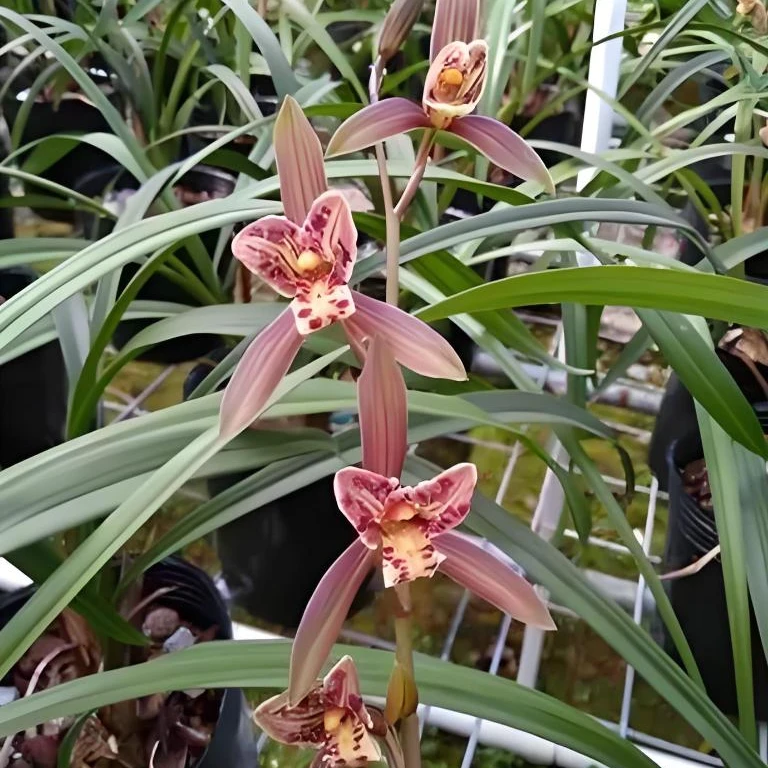 翁源兰花苗建兰九里香四季兰浓香型花期带花苞花卉绿植盆栽