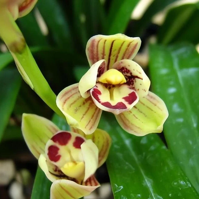翁源兰花苗建兰四季兰金荷开花浓香型花期带花苞花卉绿植盆栽