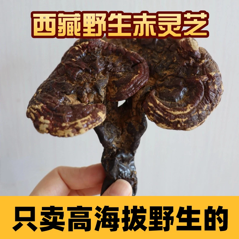 西藏波密野生藏灵芝天然正宗白心赤灵芝海拔2800米赤芝干货送礼