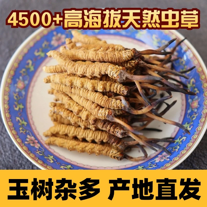 青海玉树杂多冬虫夏草正宗4500高海拔天然杂多虫草25年头茬自用