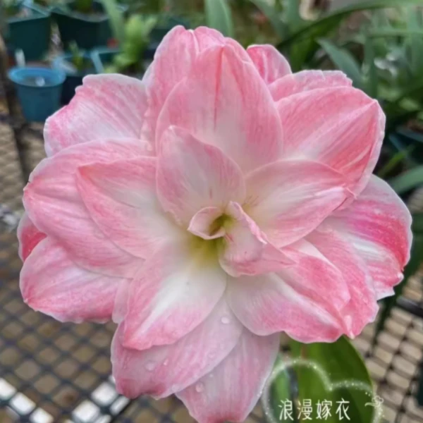 浪漫嫁衣朱顶红种球盆栽地栽四季养殖