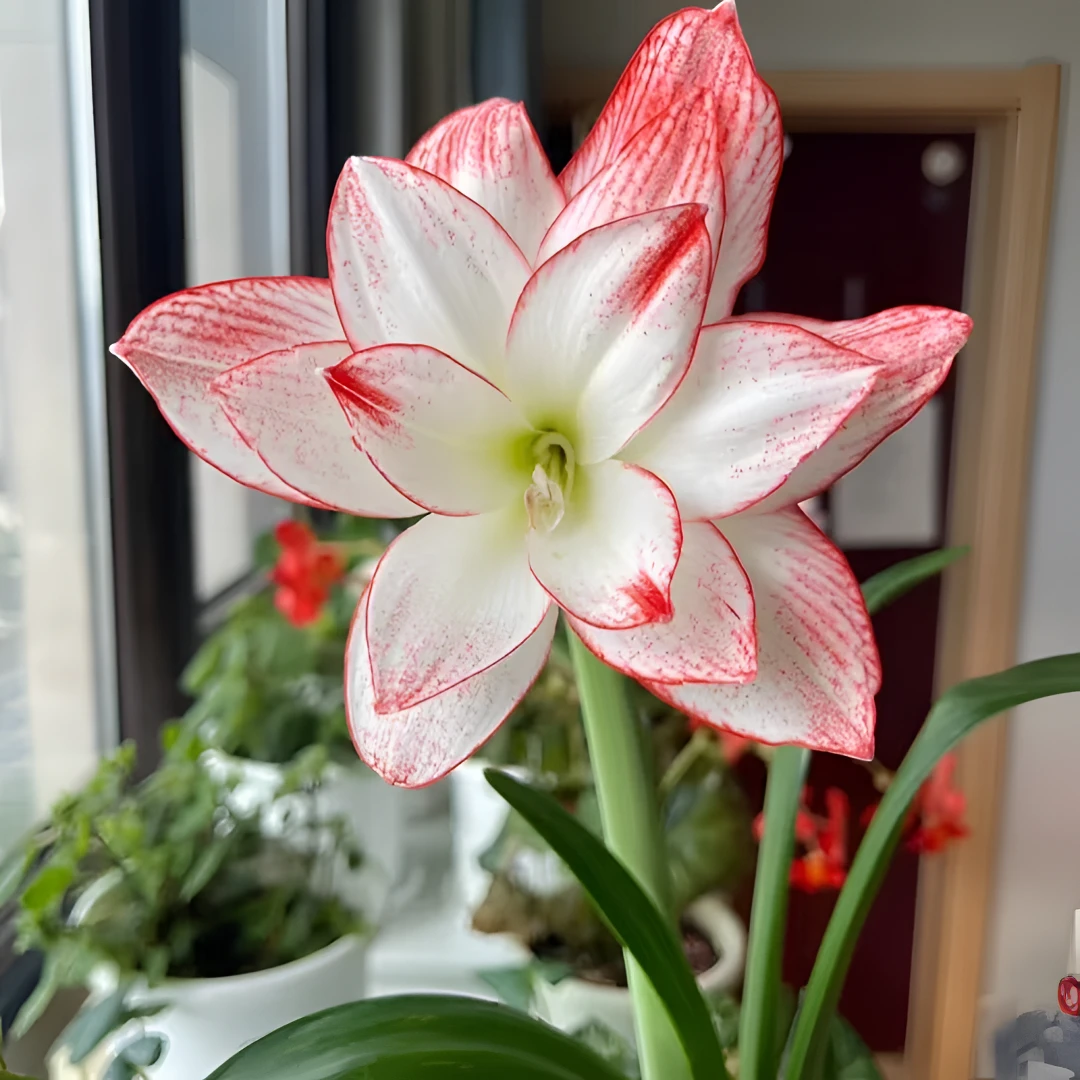 精品(安吉拉)对版地球重瓣朱顶红盆栽地栽花卉