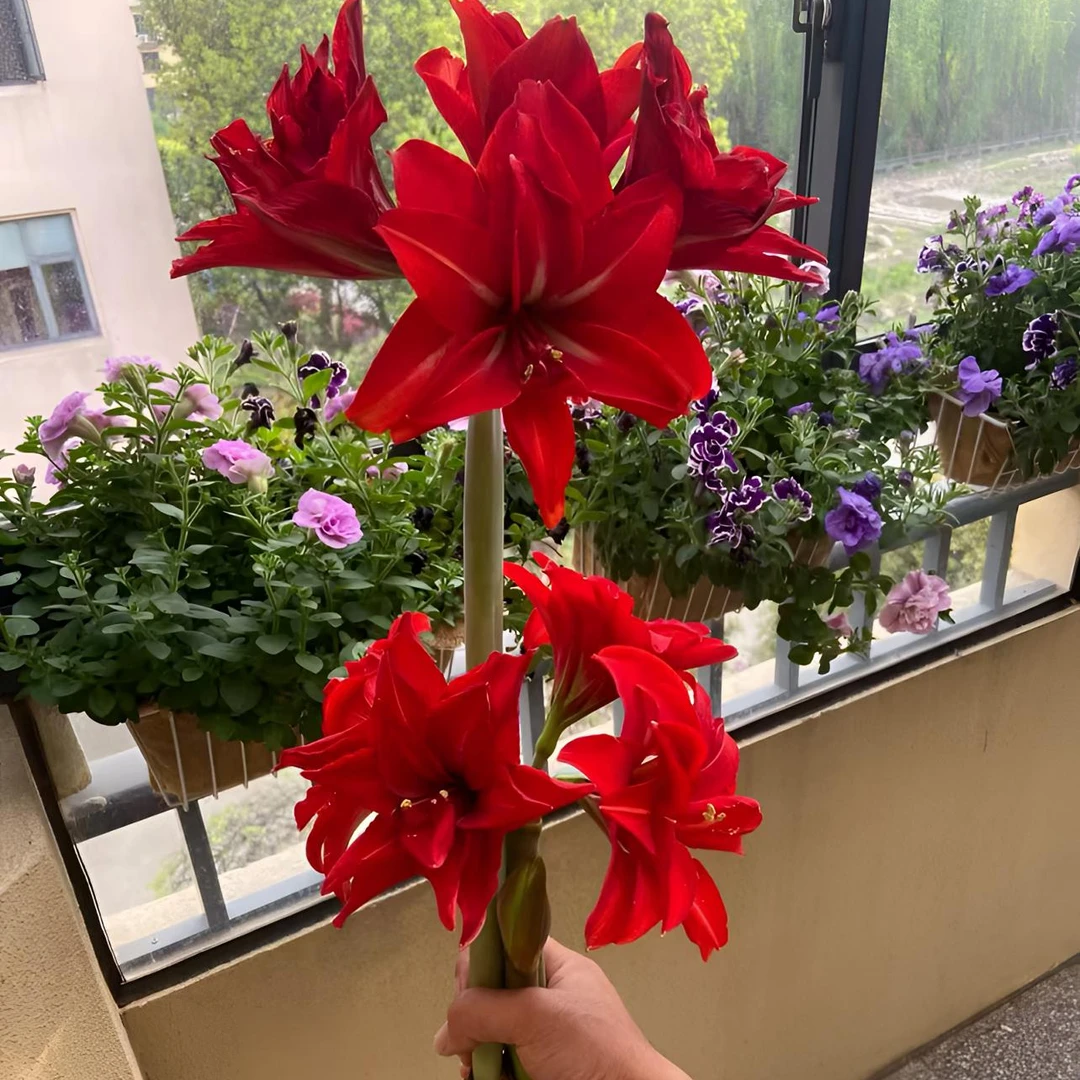 「双重惊喜/双重美味」基地球苗 重瓣 荷兰品种朱顶红 <包邮>