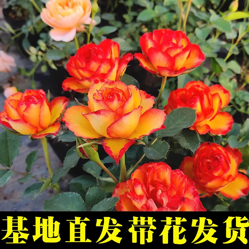 蓝色藤本耐寒花期季节开花火焰玫瑰花苗花卉绿植物盆栽月季蔷薇
